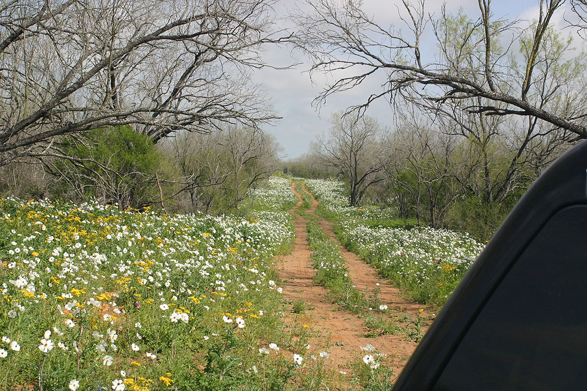 Texas country drive